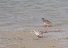 vogels belgie